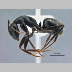 Camponotus aethiops (Latreille, 1798) lateral