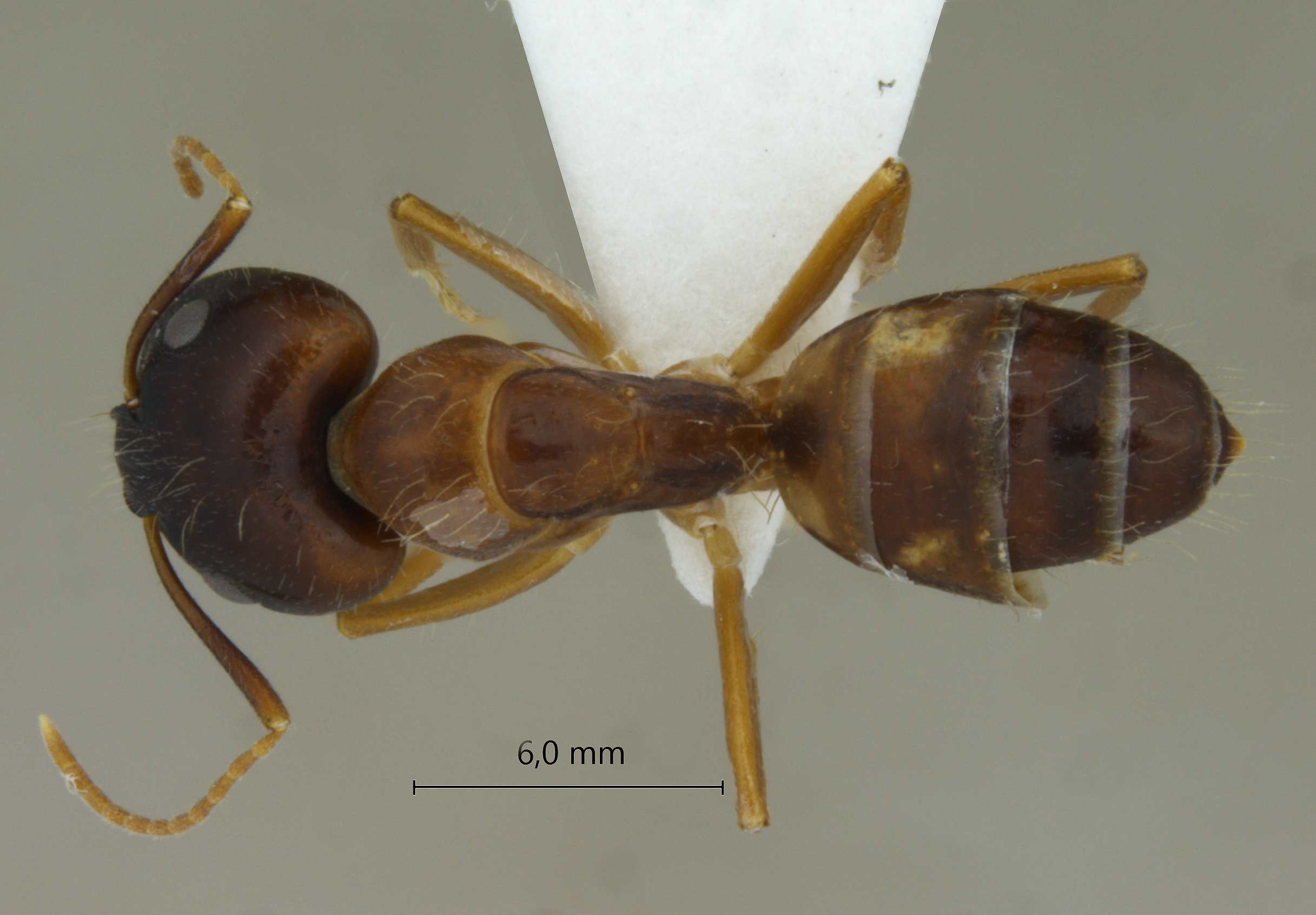 Foto Camponotus albosparsus Bingham, 1903 dorsal
