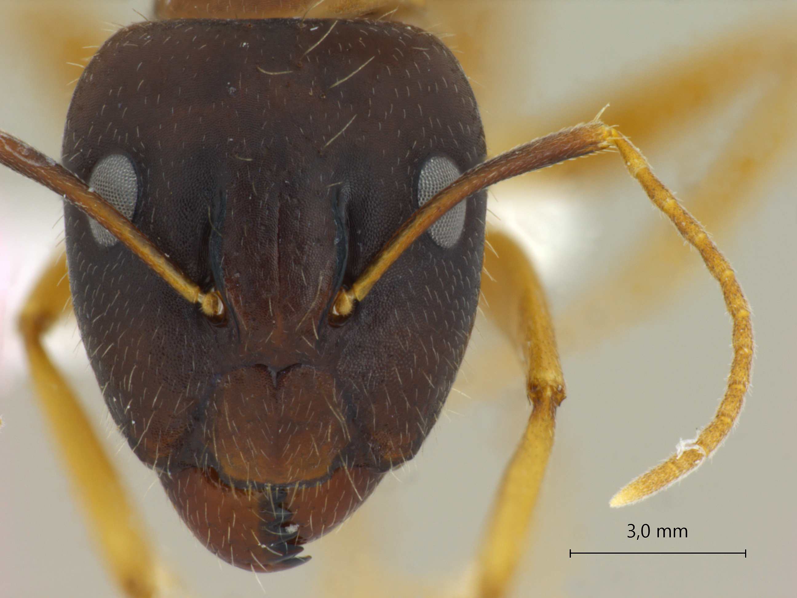 Foto Camponotus albosparsus Bingham, 1903 frontal