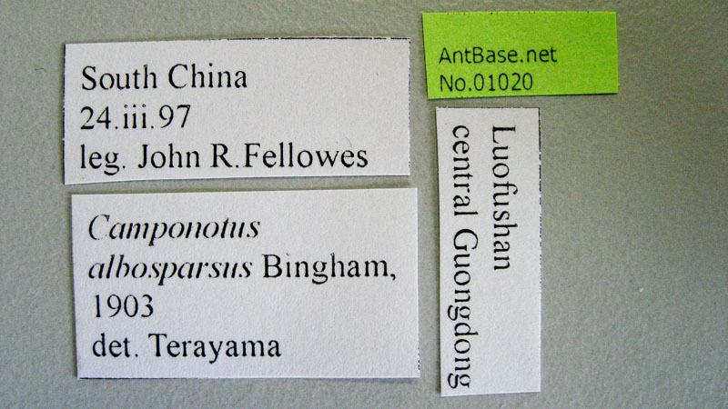 Camponotus albosparsus Bingham, 1903 Label