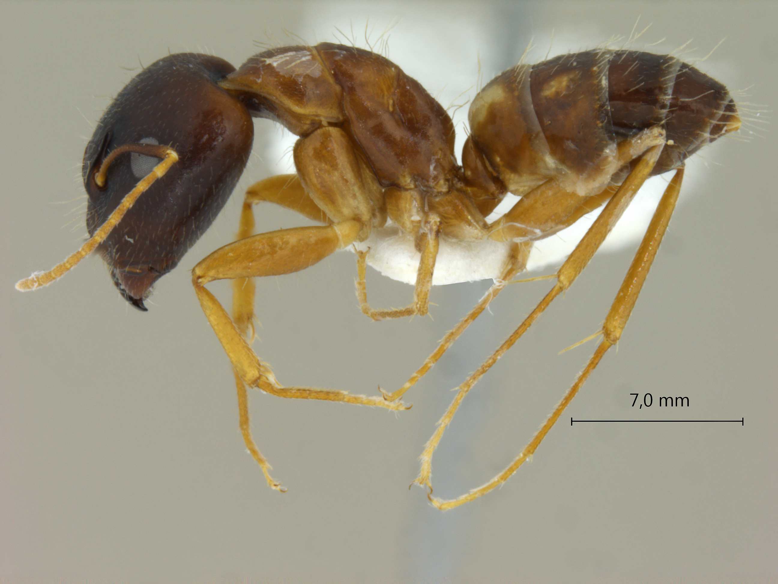 Foto Camponotus albosparsus Bingham, 1903 lateral