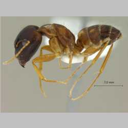 Camponotus albosparsus Bingham, 1903 lateral