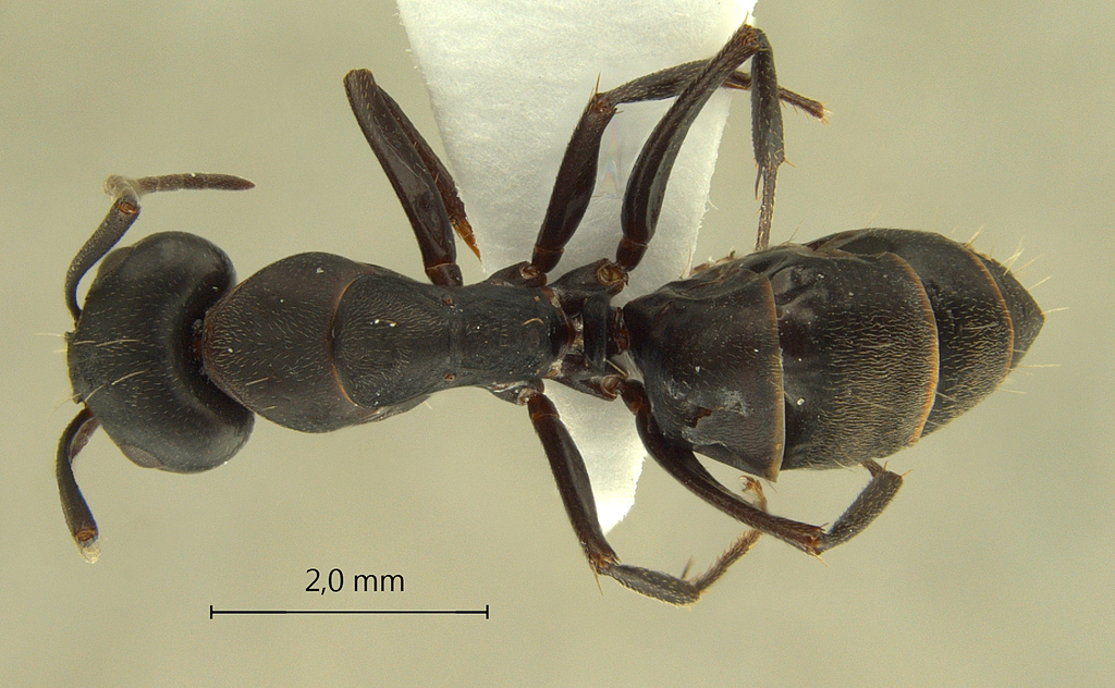 Foto Camponotus armeniacus Arnol'di, 1967 dorsal