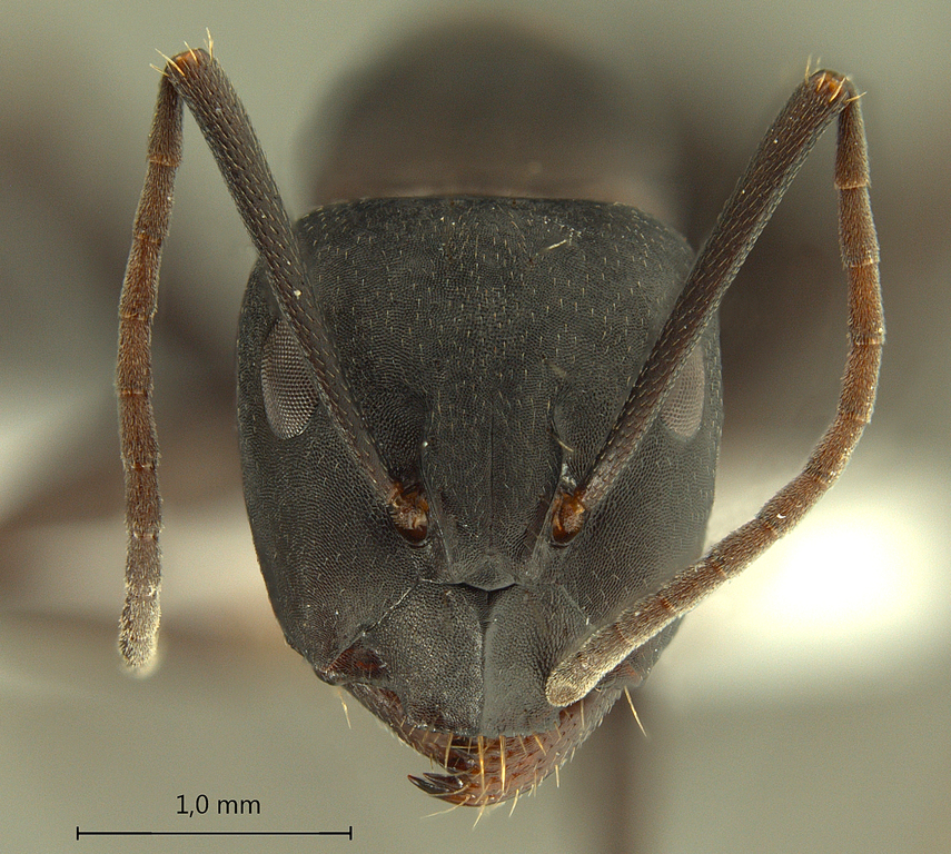 Foto Camponotus armeniacus Arnol'di, 1967 frontal