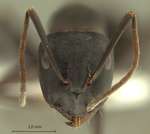 Camponotus armeniacus Arnol'di, 1967 frontal