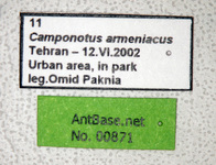 Camponotus armeniacus Arnol'di, 1967 Label