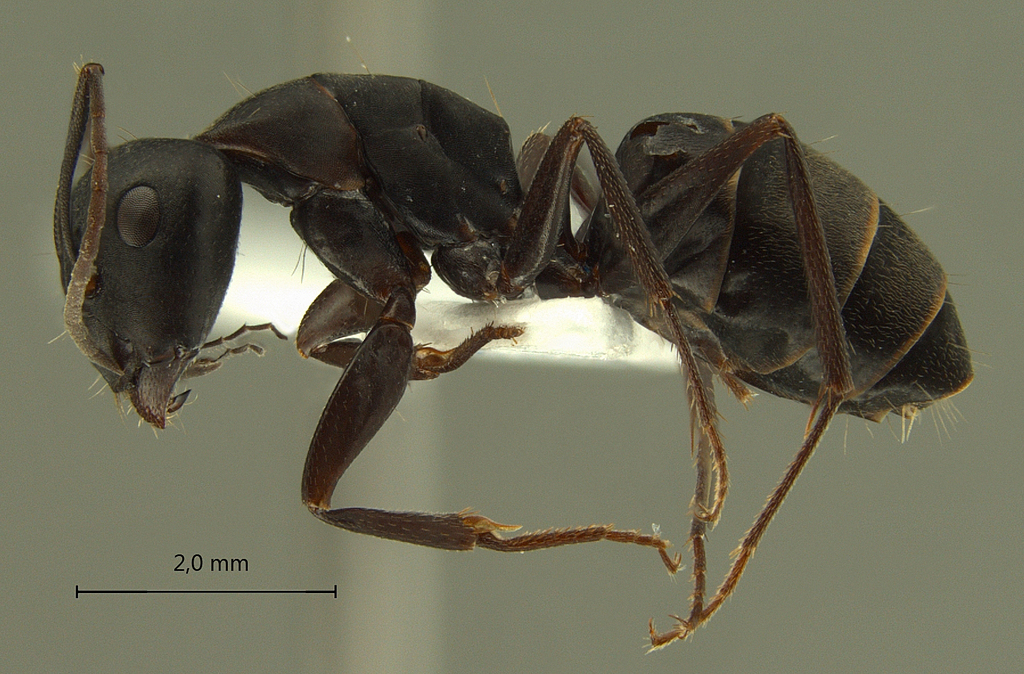 Foto Camponotus armeniacus Arnol'di, 1967 lateral