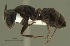 Camponotus armeniacus Arnol'di, 1967 lateral