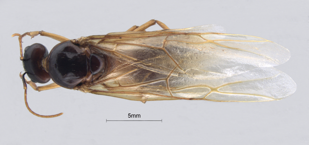 Camponotus arrogans Smith, 1858 dorsal