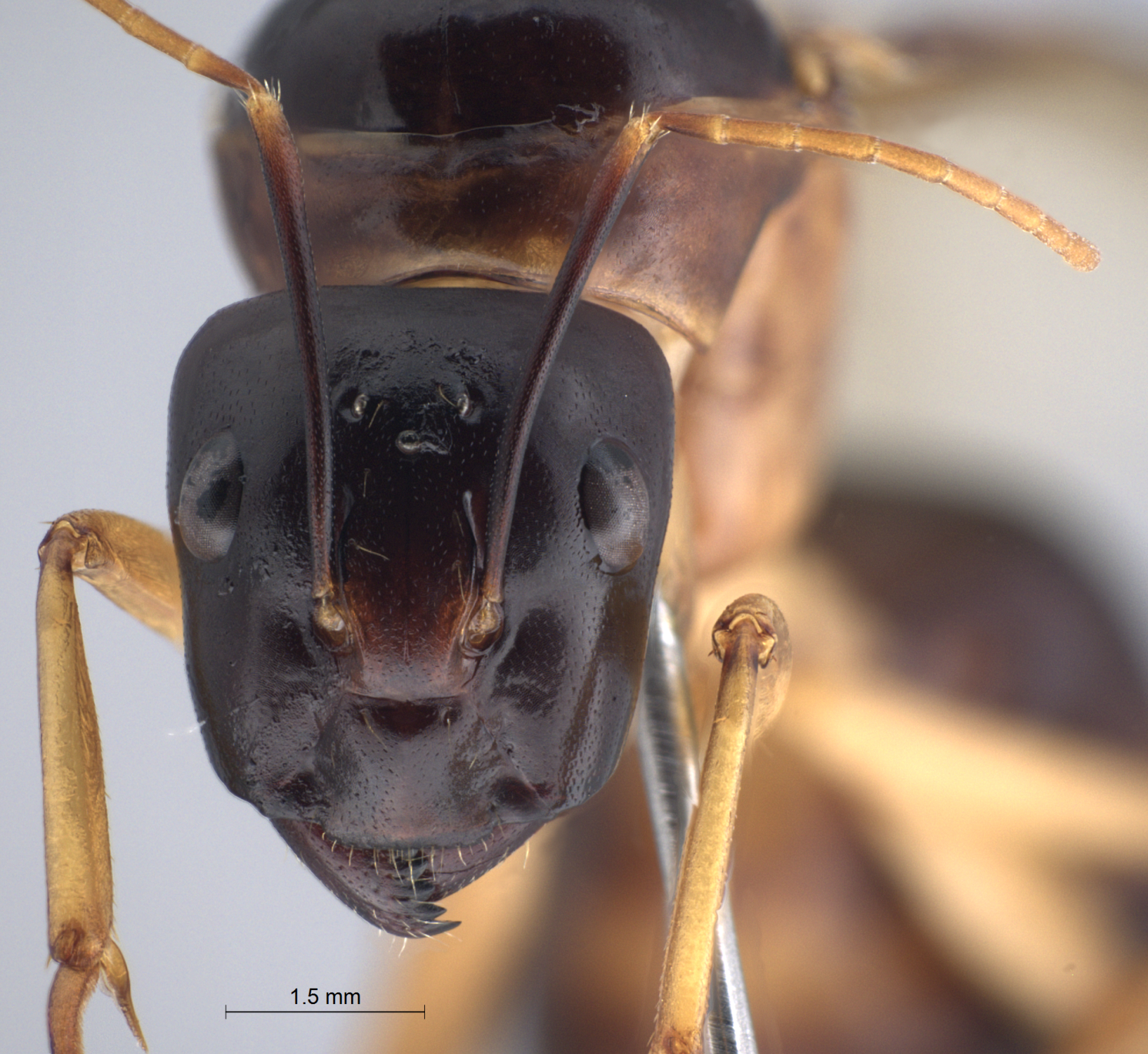 Foto Camponotus arrogans Smith, 1858 frontal