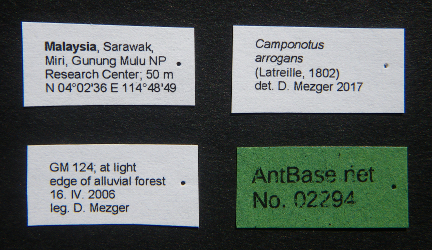 Foto Camponotus arrogans Smith, 1858 Label