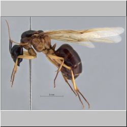 Camponotus arrogans Smith, 1858 lateral