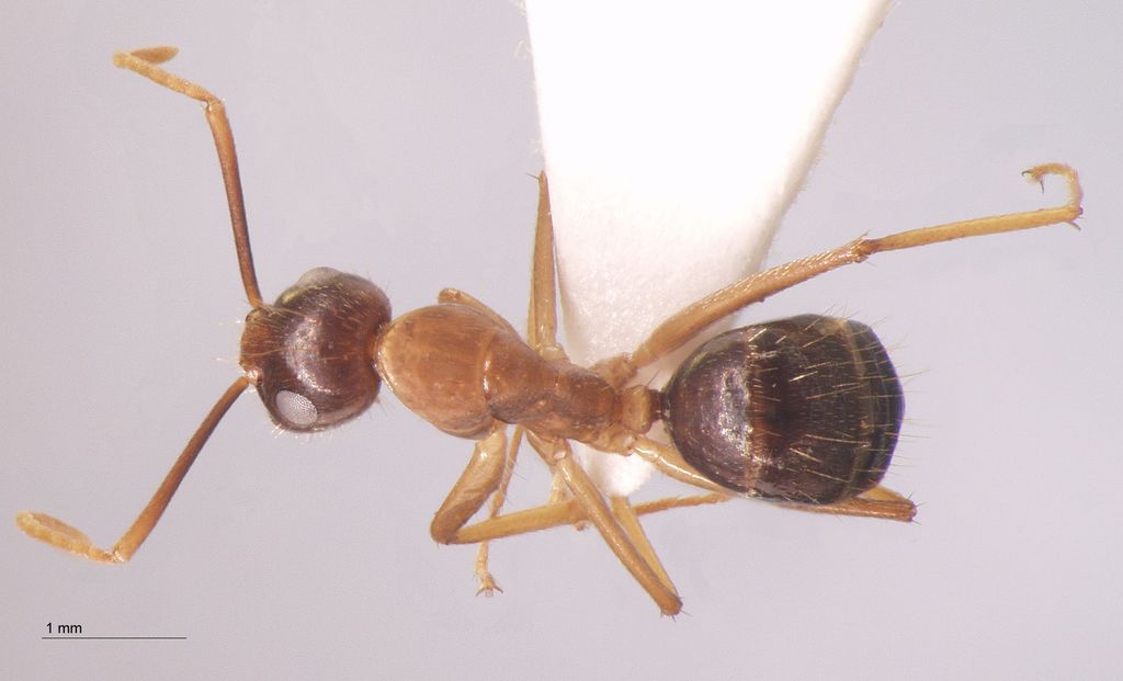 Foto Camponotus arrogans Smith, 1858 dorsal