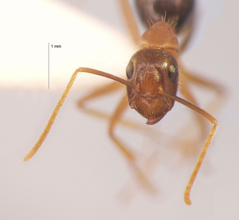 Foto Camponotus arrogans Smith, 1858 frontal