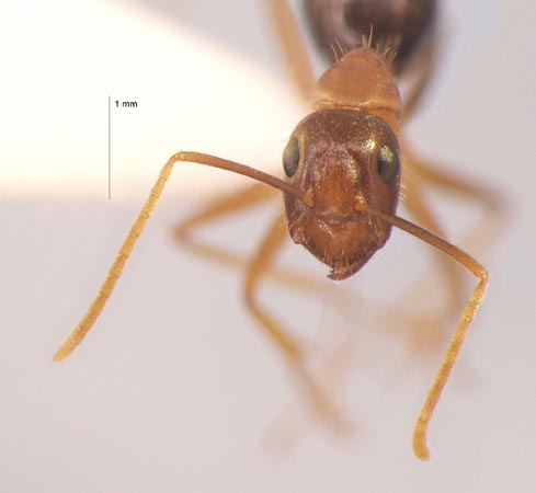 Camponotus arrogans Smith, 1858 frontal