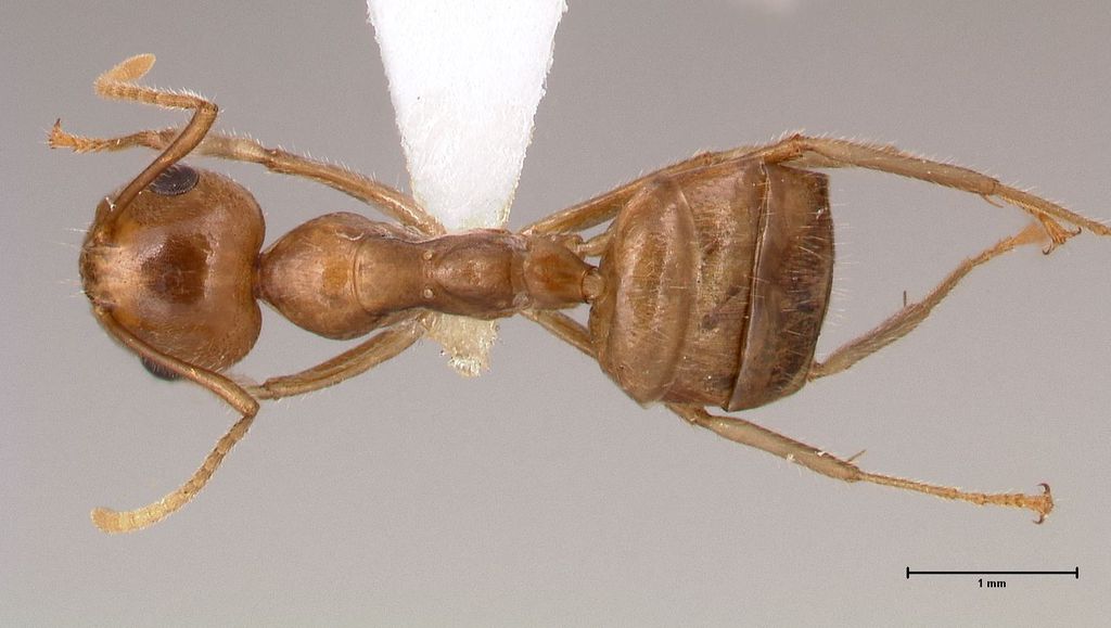 Foto Camponotus asli Dumpert, 1989 dorsal