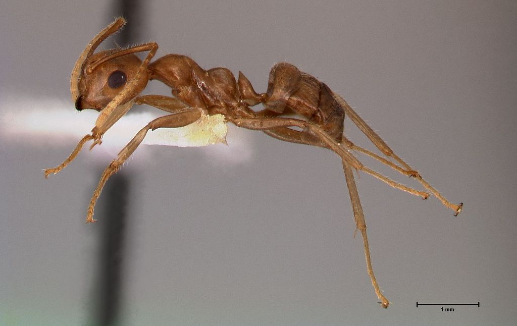 Foto Camponotus asli Dumpert, 1989 lateral