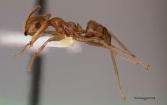 Camponotus asli Dumpert, 1989 lateral