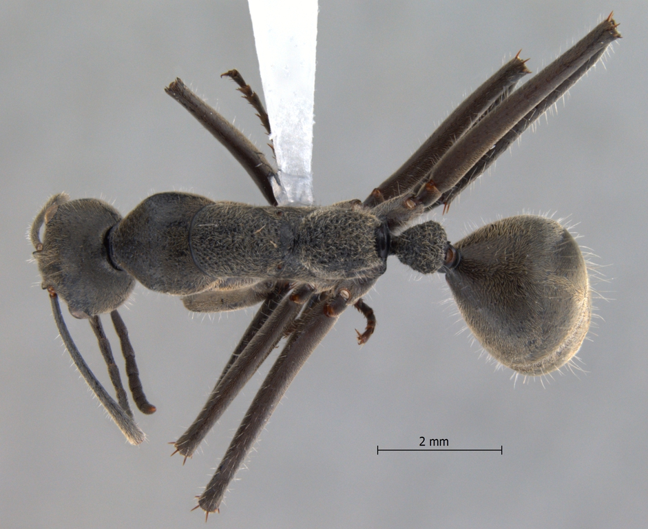 Foto Camponotus auriventris Emery, 1889 dorsal
