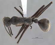 Camponotus auriventris Emery, 1889 dorsal
