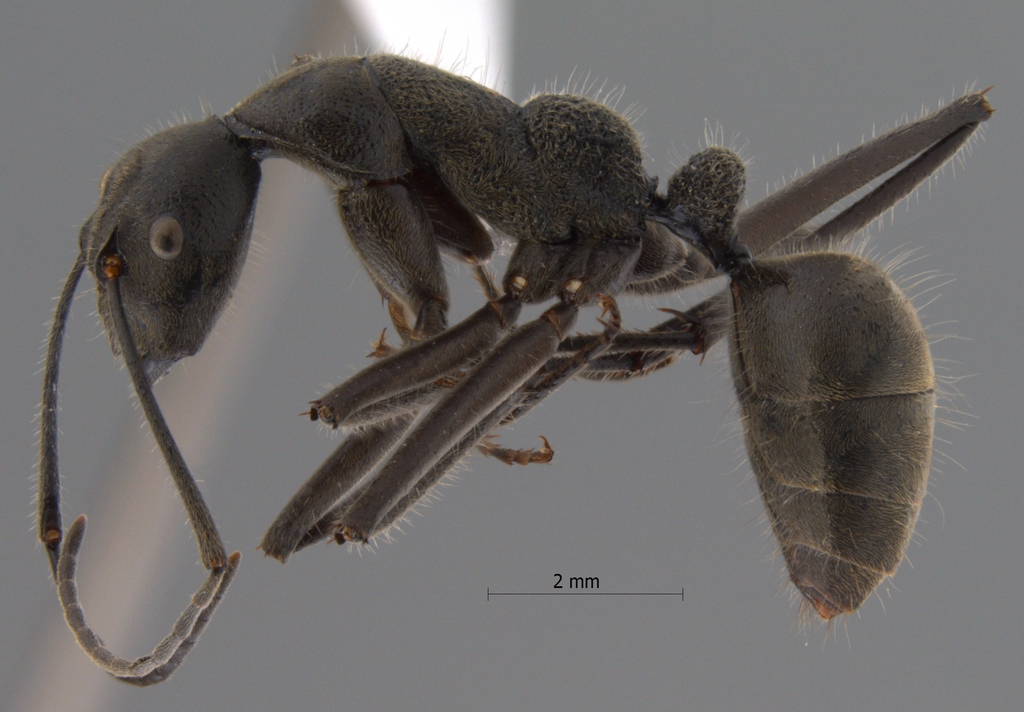 Foto Camponotus auriventris Emery, 1889 lateral