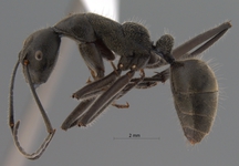 Camponotus auriventris Emery, 1889 lateral