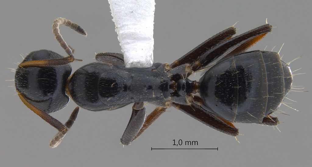 Foto Camponotus bedoti Emery, 1893 dorsal