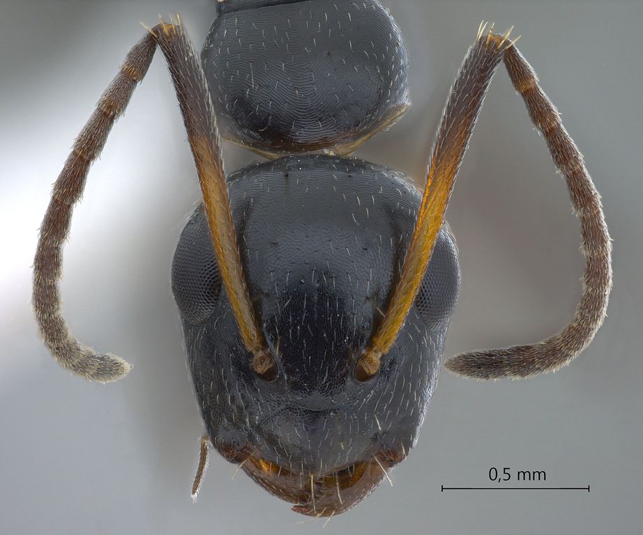 Foto Camponotus bedoti Emery, 1893 frontal