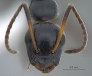 Camponotus bedoti Emery, 1893 frontal