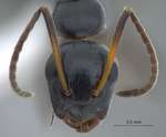 Camponotus bedoti Emery, 1893 frontal