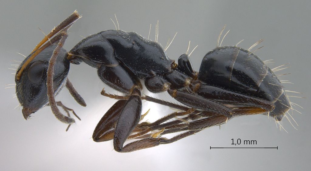 Foto Camponotus bedoti Emery, 1893 lateral