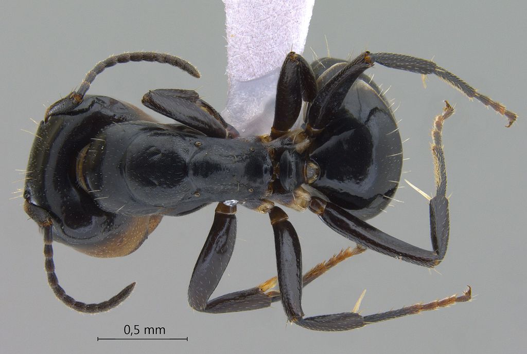 Foto Camponotus bedoti Emery, 1893 dorsal