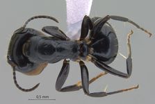 Camponotus bedoti Emery, 1893 dorsal