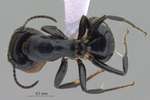 Camponotus bedoti Emery, 1893 dorsal