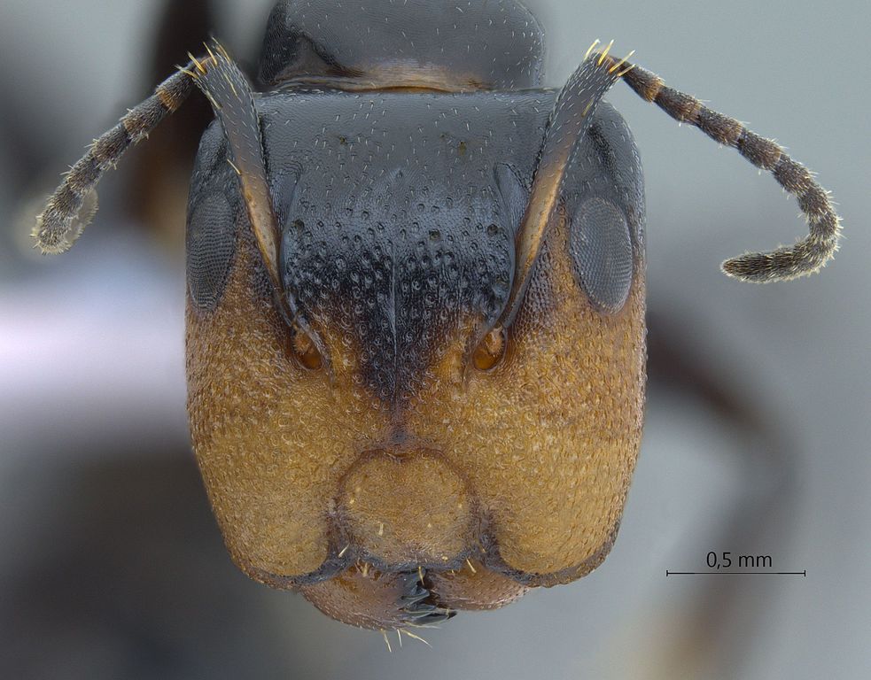 Foto Camponotus bedoti Emery, 1893 frontal