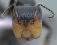 Camponotus bedoti Emery, 1893 frontal