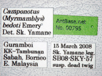 Camponotus bedoti Emery, 1893 Label