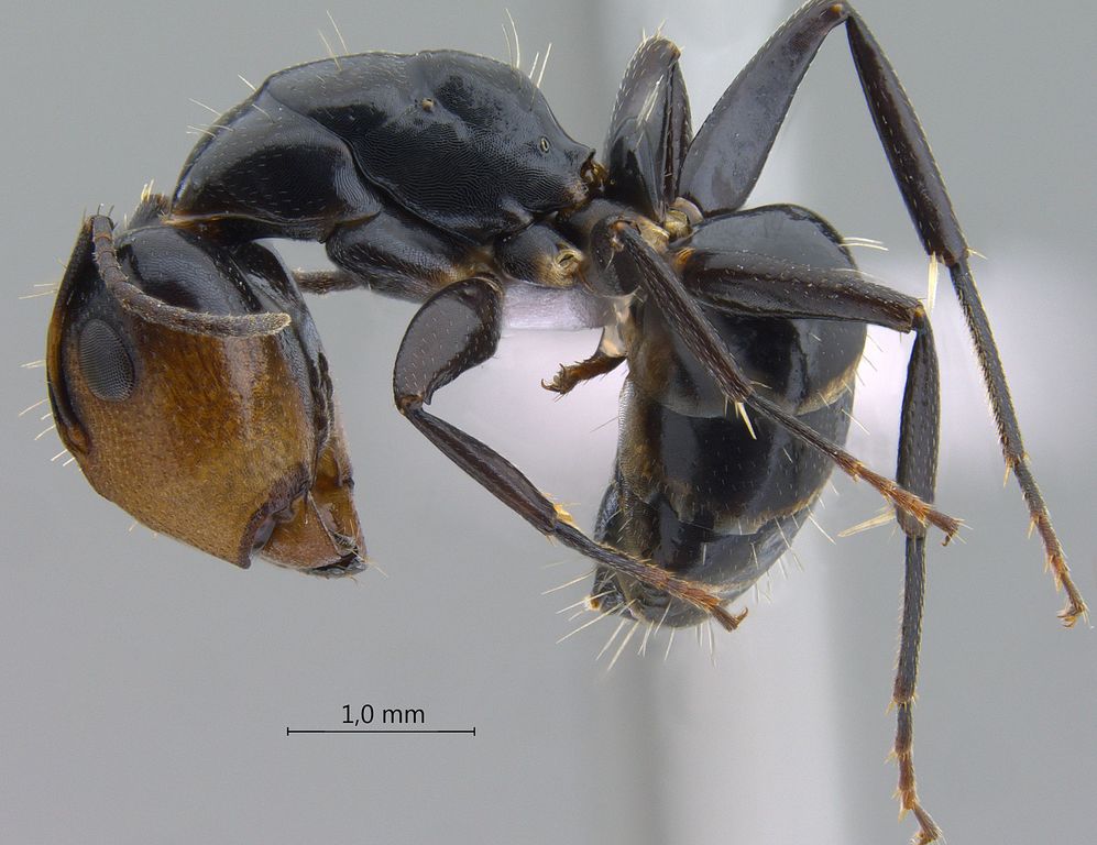 Foto Camponotus bedoti Emery, 1893 lateral