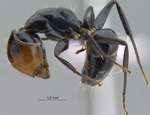 Camponotus bedoti Emery, 1893 lateral