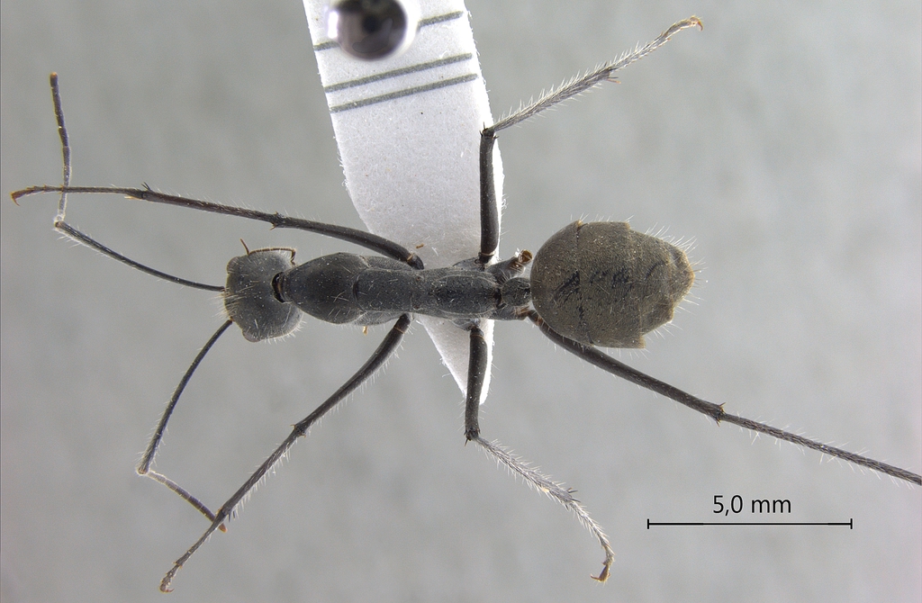 Foto Camponotus camelinus Smith,1857 dorsal