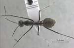 Camponotus camelinus Smith,1857 dorsal