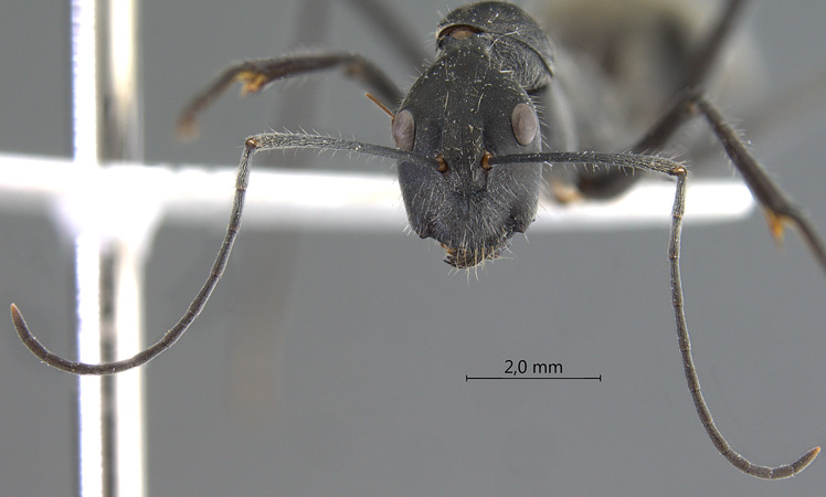 Camponotus camelinus Smith,1857 frontal