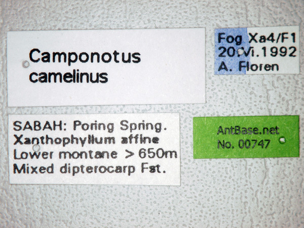 Foto Camponotus camelinus Smith,1857 Label