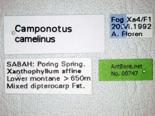 Camponotus camelinus Smith,1857 Label