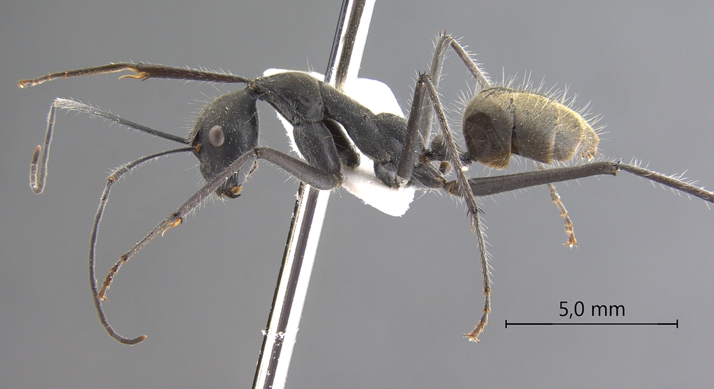 Foto Camponotus camelinus Smith,1857 lateral