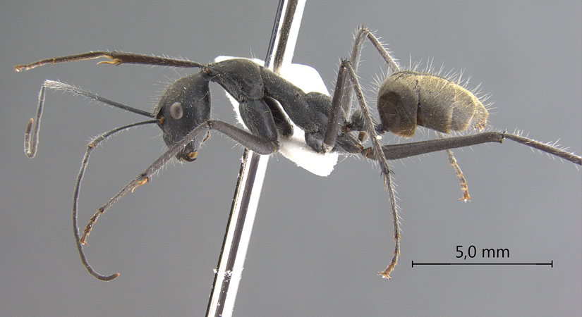 Camponotus camelinus Smith,1857 lateral