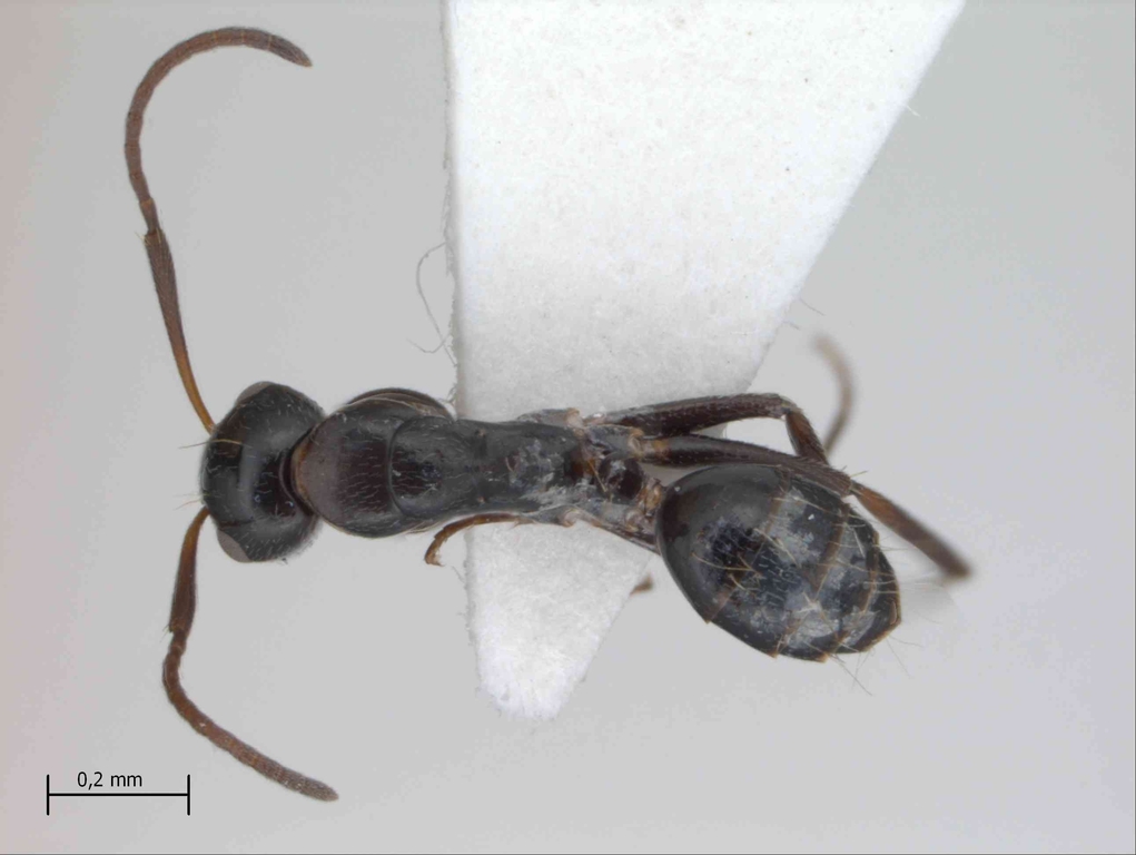 Foto Camponotus reticulatus Roger, 1863 dorsal