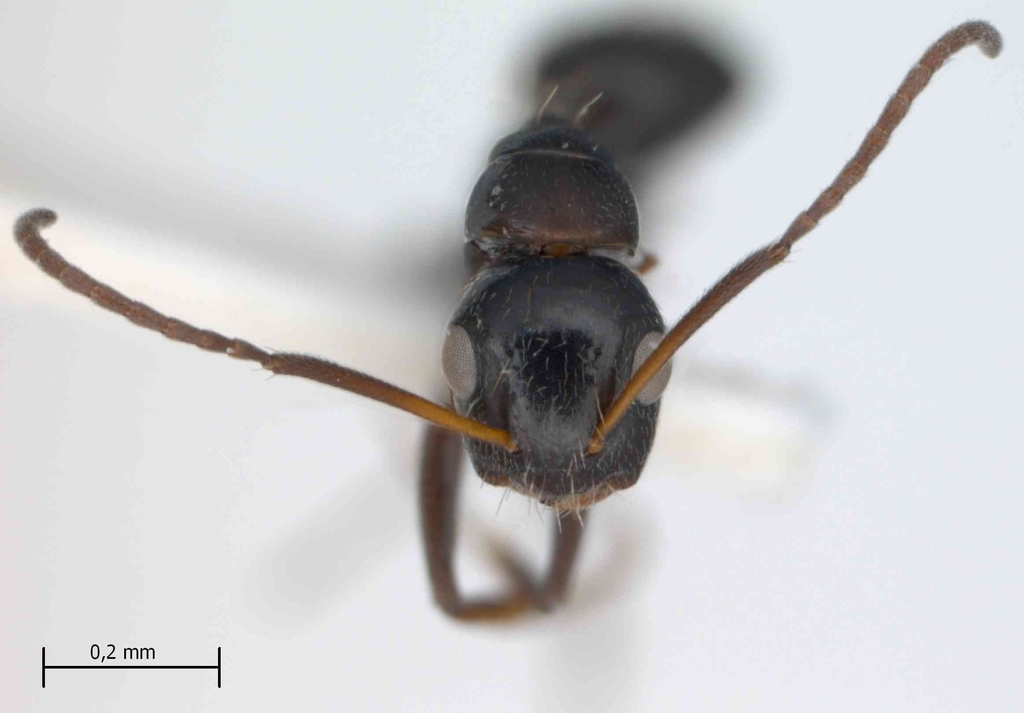 Foto Camponotus reticulatus Roger, 1863 frontal