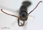 Camponotus reticulatus Roger, 1863 frontal