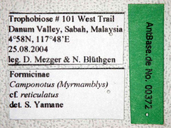 Foto Camponotus reticulatus Roger, 1863 Label